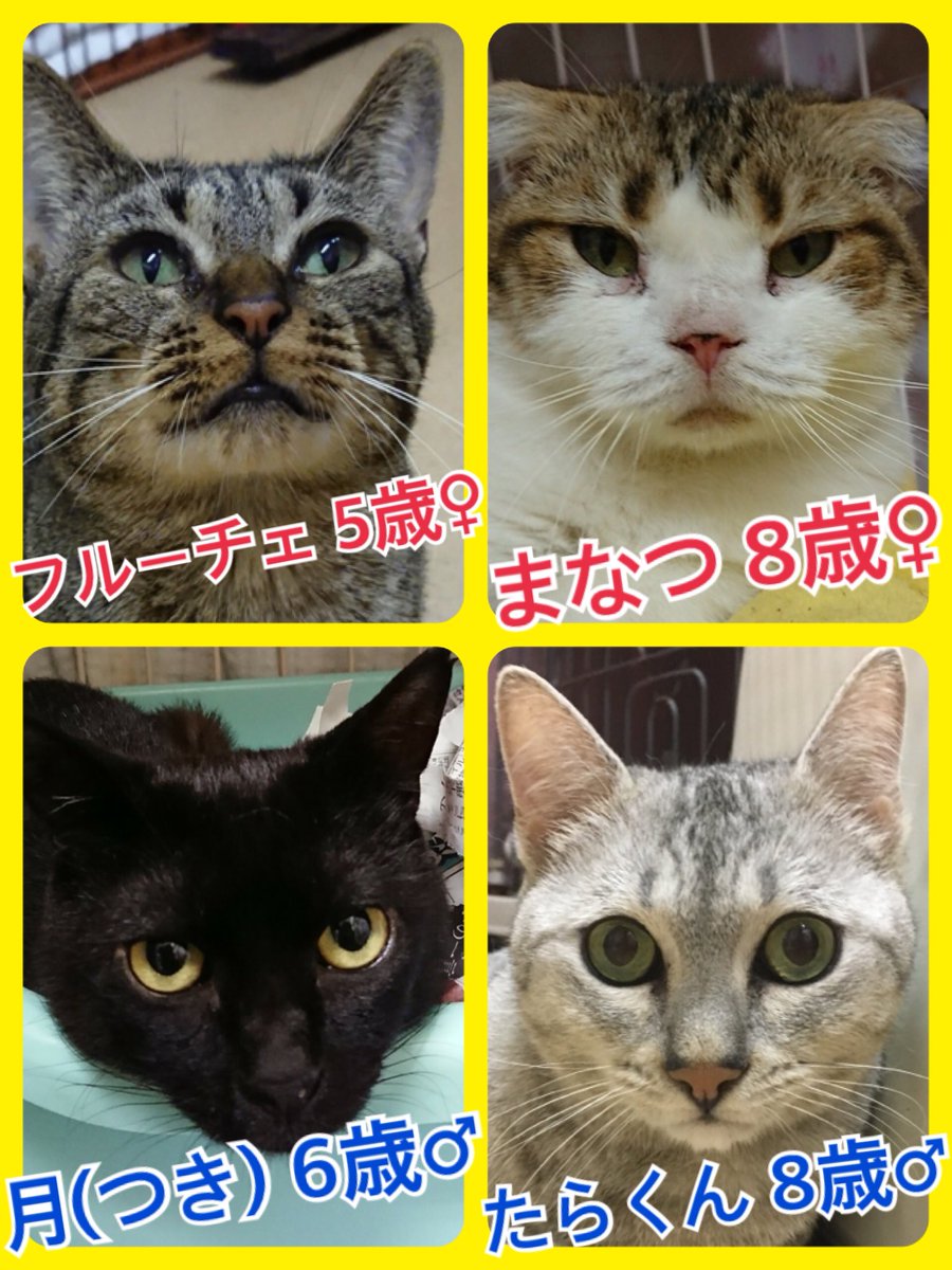 🐾今日の里親様募集中ニャンコ🐱メンバーです🐾2018,7,31